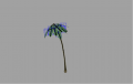 Cod2 tarawa palm fullfrond med.png